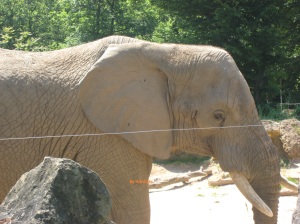 Elephant Zoo Amneville